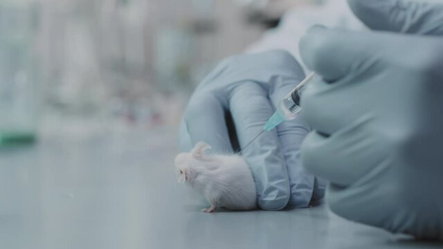 Close up slowmo of unrecognizable scientist in gloves holding syringe and preparing to inject white lab rat with experimental drug