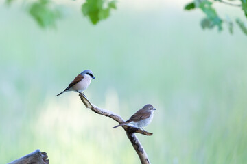Red-backed shrike (Lanius collurio) in spring in the nature protection area Mönchbruch near Frankurt, Germany.