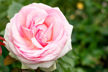 Blooming double pink and cream head of the French park rose Eden Rose. 
