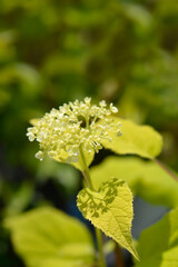 Smooth hydrangea Annabelle
