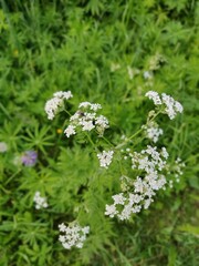 summer meadow flowers and green field
