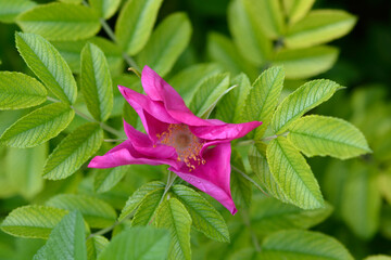 Rugosa rose