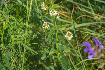 Vincetoxicum hirundinaria, commonly named white swallow-wort close up on a meadow