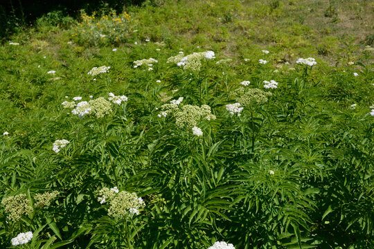 Attich Bilder Durchsuchen 1,002 Archivfotos, und