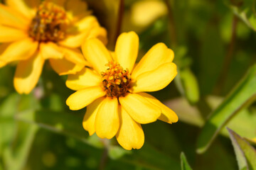 Common zinnia