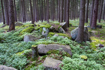 moss covered rocks
