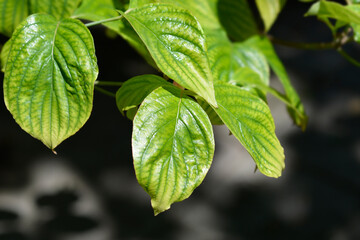 Flowering Dogwood Cherokee Chief
