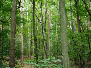 Obraz premium many trees grow in the forest on a summer day