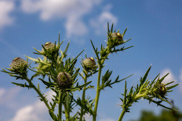 grass and blue sky