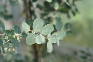Cider gum
