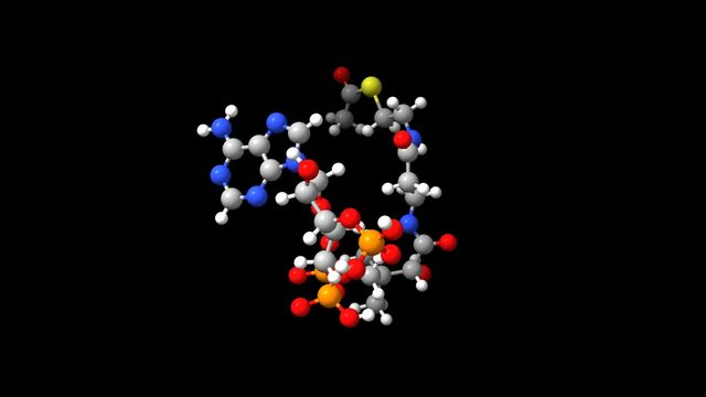 Animated 3D ball-and-stick and spacefill models of acetyl-CoA, black background