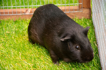 Black pig close up in grass