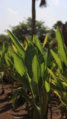 Obraz premium This is a photo of the leaves in the garden