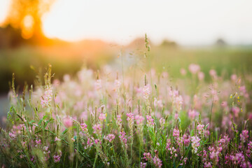 Beautiful Meadow with wild pink flowers over sunset sky. Field background with sun flare. Selective focus.