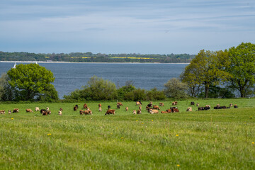 Braune Rinder auf einer Wiese an der Ostsee 