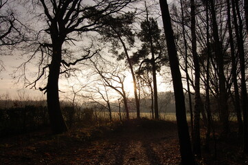 Fototapeta na wymiar Schiefe Bäume am Morgen