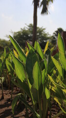 This is a photo of the leaves in the garden