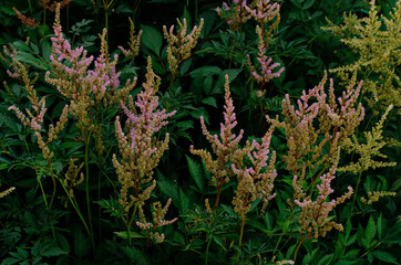 Fototapeta na wymiar pink plants