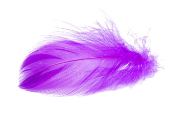 Purple violet fluffy elegance feather isolated on the white background