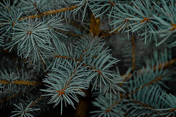 pine needles close-up