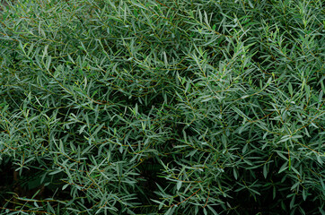 accumulation of sharp leaves