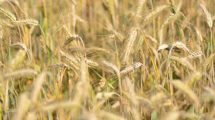 Golden wheat field and sunny day.