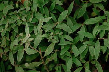 leaves close-up