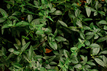 green leaves background