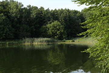 Fototapeta na wymiar Fresh lake in the forest