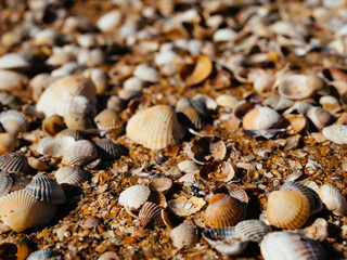 beach seashells ocean landscape close up