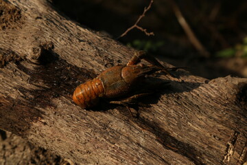 crayfish on a snag in the water