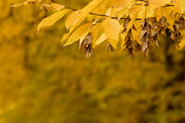 Fall, autumn, leaves background. A tree branch with autumn leaves on a blurred background. Landscape in autumn season