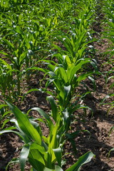 Corn field. Sprouts grow in rows, the future harvest on the farm. Summer, sunny weather.