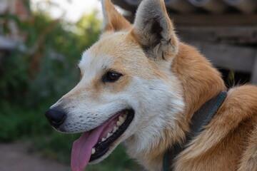 the dog is tied with a chain near the kennel. Sad rural picture.