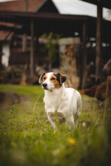 protective Jack Russell Terrier with a calm and affectionate expression stands in the middle of the...