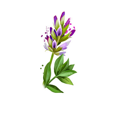 Yashtimadhu - Glycyrrhiza glabra ayurvedic herb, blossom. digital art illustration with text isolated on white. Healthy organic spa plant used in treatment, preparation medicines for natural usages.