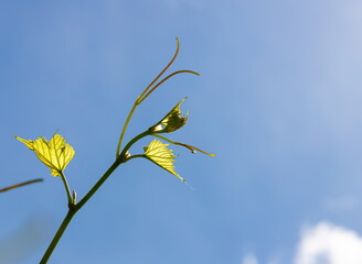 vine on a background of sky in the garden on a summer day