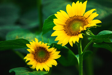 Beautiful field of blooming sunflowers against sunset golden light and blurry landscape background