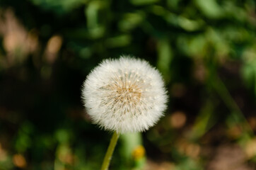 dandelion in the garden, summer