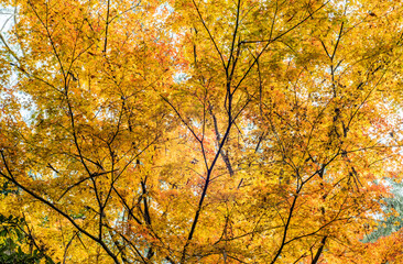 Looking up to the yellow autumn leaves and branches
