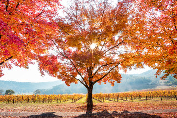 A sunburst shining through the autumn orange trees on a foggy morning