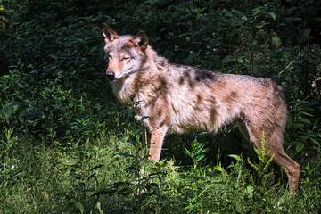 Europäischer Wolf ( Canis lupus ).