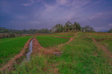 green rice fields in the afternoon