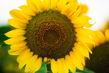 Obraz premium Beautiful field of blooming sunflowers against sunset golden light and blurry landscape background