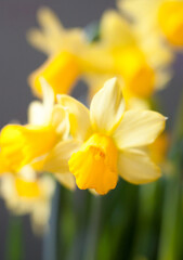 Yellow Narcissus flowers