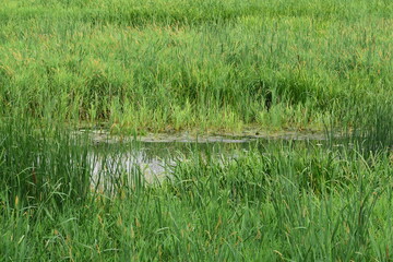 Overgrown oxbow lake among the grasses on a cloudy day. Summer. Day.