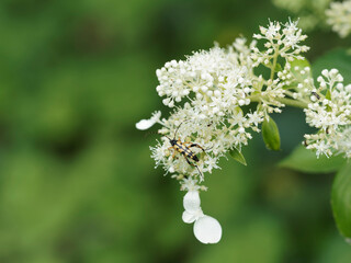(Rutpela maculata) Lepture tacheté ou strangalia tachetée