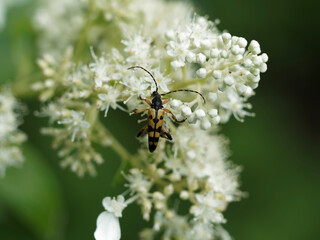 Rutpela maculata | Lepture tacheté.e ou strangalia tachetée, coléoptère au corps allongé, élytres et pattes jaune et noire avec de longues cornes ou antennes annelées
