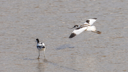 A beautiful pair of Avocets, wading birds, in water