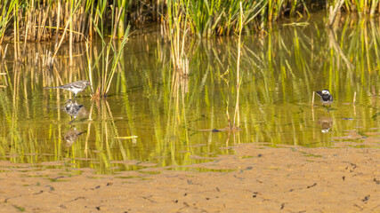 Pied wagtail birds, hunting for food in water
